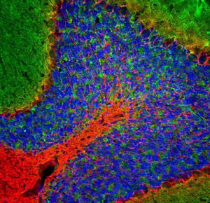 Immunofluorescent analysis of rat cerebellum section stained with Anti-NF-L Antibody (A85451), at a dilution of 1:5,000, in red, and co-stained with Anti-beta Synuclein Antibody [6A10] (A270558), at a dilution of 1:500, in green