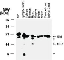 Anti-BID Rabbit Polyclonal Antibody