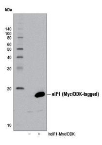 Anti-EIF1 Rabbit Monoclonal Antibody [clone: 13G29]