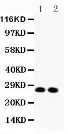 Anti-VEGF Polyclonal Antibody