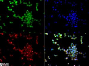 Anti-DIO3 Rabbit Polyclonal Antibody