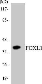 Western blot analysis of the lysates from HeLa cells using Anti-FOXL1 Antibody