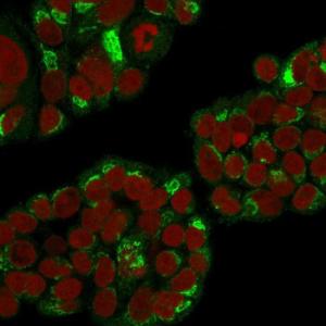 Immunofluorescent analysis of MCF-7 cells stained with Anti-RCAS1 Antibody [CPTC-EBAG9-1] followed by Goat Anti-Mouse IgG (CFand#174; 488) (Green). The nuclear counterstain is RedDot (Red)