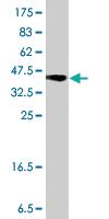 Anti-B4GALT4 Mouse Polyclonal Antibody