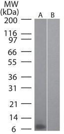 Anti-Macrophage Inflammatory Protein 3 alpha Rat Monoclonal Antibody [clone: 4N8C7]