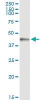 Anti-PDK3 Rabbit Polyclonal Antibody