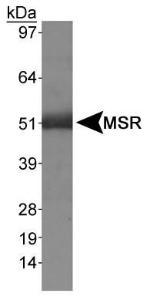 Anti-Macrophage Scavenger Receptor I Rabbit Polyclonal Antibody