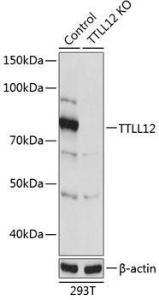 Anti-TTLL12 Rabbit Polyclonal Antibody