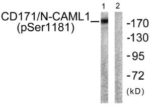 Anti-L1CAM Rabbit Polyclonal Antibody