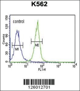 Anti-KRTAP1-1 Rabbit Polyclonal Antibody