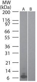 Anti-Macrophage Inflammatory Protein 3 alpha Rat Monoclonal Antibody [clone: 4N5F7]