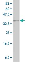 Anti-LYPLA1 Mouse Polyclonal Antibody