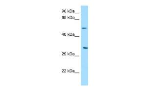 Anti-DPAGT1 Rabbit Polyclonal Antibody