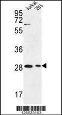 Anti-ERMN Rabbit Polyclonal Antibody (FITC (Fluorescein Isothiocyanate))