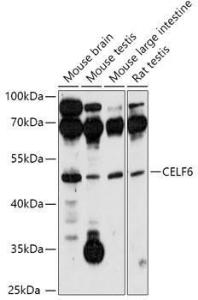 Anti-CELF-6 antibody