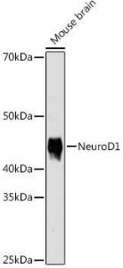 Western blot analysis of extracts of Mouse brain cells, using Anti-NeuroD1 Antibody [ARC0483] (A309422) at 1:1,000 dilution