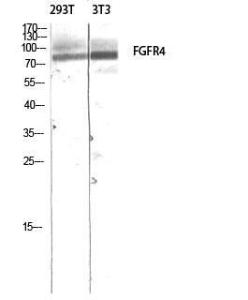 Anti-FGFR4 antibody