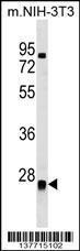 Anti-METTL7B Rabbit Polyclonal Antibody (AP (Alkaline Phosphatase))