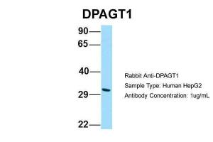 Anti-DPAGT1 Rabbit Polyclonal Antibody