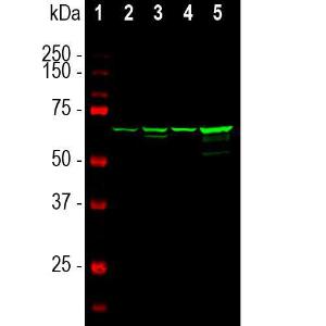 Western blot analysis of different tissue lysates using Anti-NF-L Antibody [7D1] (A85453), at a dilution of 1:5,000, in green