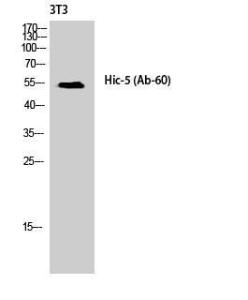 Anti-HIC5 Rabbit Polyclonal Antibody