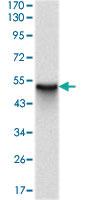 Anti-SKP1 Mouse Monoclonal Antibody [clone: 4E11]