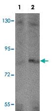 Anti-APBA2 Rabbit Polyclonal Antibody