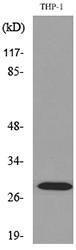 Antibody anti-FGF23 A101098-100 100 µg