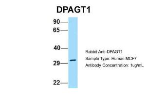 Anti-DPAGT1 Rabbit Polyclonal Antibody