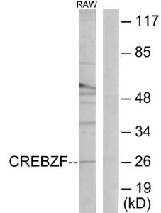 Western blot analysis of lysates from RAW264.7 cells using Anti-CREBZF Antibody. The right hand lane represents a negative control, where the antibody is blocked by the immunising peptide.