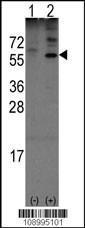 Anti-OLFM1 Rabbit Polyclonal Antibody (AP (Alkaline Phosphatase))