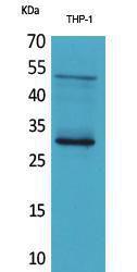 Antibody anti-FGF23 A101098-100 100 µg