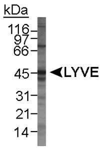 Anti-LYVE1 Rabbit Polyclonal Antibody