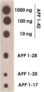 Anti-APP Rabbit Polyclonal Antibody