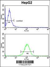 Anti-Homer 1 Rabbit Polyclonal Antibody