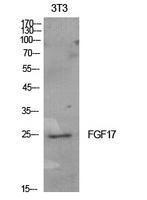 Western blot analysis of extracts from NIH 3T3 cells using Anti-FGF17 Antibody