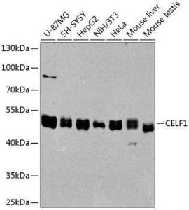 Western blot analysis of extracts of various cell lines, using Anti-CUG-BP1 Antibody (A11903) at 1:1,000 dilution. The secondary antibody was Goat Anti-Rabbit IgG H&L Antibody (HRP) at 1:10,000 dilution.