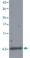 Anti-APP Rabbit Polyclonal Antibody