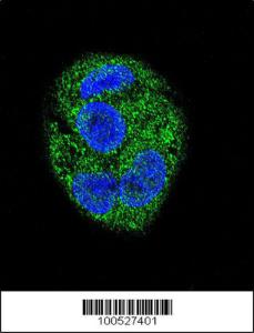 Anti-KCNIP3 Rabbit Polyclonal Antibody (APC (Allophycocyanin))