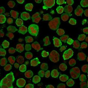 Immunofluorescent analysis of PFA fixed K562 cells stained with Anti-Calponin 1 Antibody [CNN1/832] followed by Goat Anti-Mouse IgG (CF&#174; 488) (Green) The nuclear counterstain is RedDot