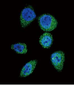 Anti-MTOR Rabbit Polyclonal Antibody