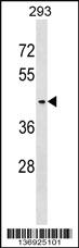 Anti-SERINC3 Rabbit Polyclonal Antibody