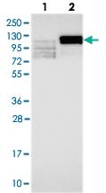 Anti-LEO1 Rabbit Polyclonal Antibody