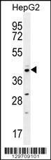 Anti-CCNI2 Rabbit Polyclonal Antibody (PE (Phycoerythrin))