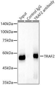 Immunoprecipitation analysis of 300 µg extracts of HeLa cells using 3 µg of Anti-TRAF2 Antibody [ARC51292] (A305567). This Western blot was performed on the immunoprecipitate using Anti-TRAF2 Antibody [ARC51292] (A305567) at a dilution of 1:50000