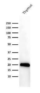 Western blot analysis of human thymus tissue lysate using Anti-CD3 epsilon Antibody [PC3/188A]