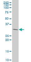 Anti-PDGFC Mouse Polyclonal Antibody