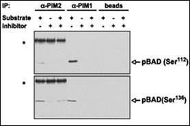 Anti-PIM2 Rabbit Polyclonal Antibody (HRP (Horseradish Peroxidase))