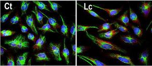 Anti-Ubiquitin Rabbit Polyclonal Antibody