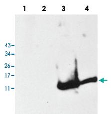 Anti-SNCA Rabbit Polyclonal Antibody